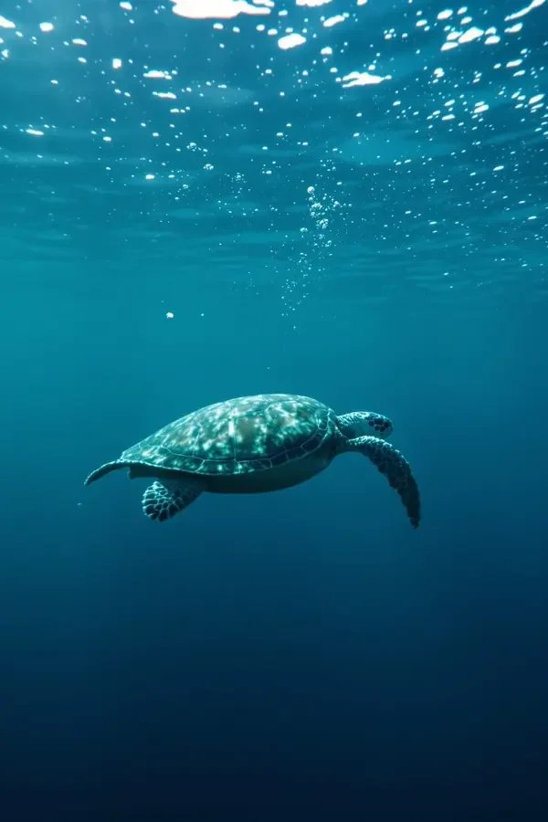 深海慢游 深海慢游影像封面